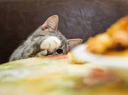 Wie soll meine katze nur heißen? Nimm Das Du Susses Geback Katze Ruiniert Kuchen