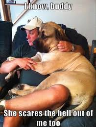 Funny Scared Animals 25 Pics Funny Dog Pictures Funny Animal Memes Funny Animals