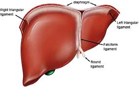 Worksheets are name your liver, work digestive system, major organs and parts of the body Liver Anatomy Abstract Europe Pmc