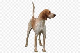 Amerikan Ingilizcesi Coonhound Ingilizce Foxhound Siyah Ve Tan Coonhound Redbone Coonhound Treeing Walker Coonhound Ingilizce Seffaf Png Goruntusu