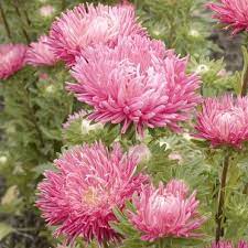 Aster Seeds Semi Dwarf Jewelaster Rosean Easy To Grow Annual Our Semi Dwarf Jewelaster Rose Fits Easily Into Garden Flower Seeds Flower Pots Aster Flower