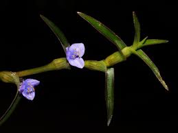 Image result for Cyanotis sp. aff. C. lapidosa