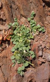 Image result for Limeum