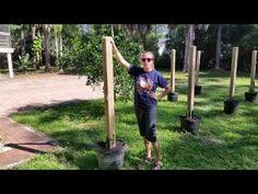 Here is a picture of my dragon fruit. 8 Dragon Fruit Trellis Ideas Dragon Fruit Dragon Fruit Plant Trellis