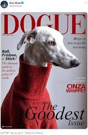 Elon musk has once again tweeted about dogecoin. Elon Musk Jan 28th 2021 Dogue Tweet Dogecoin Know Your Meme