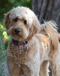 Goldendoodle Photos Goldendoodle Haircuts Goldendoodle Grooming Goldendoodle