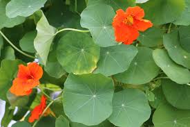 Maybe you would like to learn more about one of these? Kapuzinerkresse Hat Gelbe Blatter Was Tun 5 Grunde Gartenlexikon De