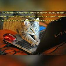 pin by elena kitaeva on koshechki cats animals