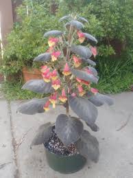 Image result for Kohleria