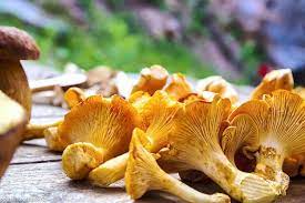 Tweet l'agaric des trottoirs est un champignon de couche qui peut être cultivé comme le champignon de paris. 20 Champignons Comestibles La Liste Complete Pour Les Identifier