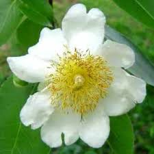 Image result for Oncoba