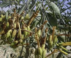 Image result for Nicotiana glauca