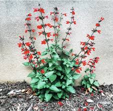 Image result for Salvia coccinea