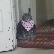 You can also upload and share your favorite cat meme wallpapers. We Are Out Of Maple Sirup Dave Meow Moe Cat Memes Funny Cat Memes Cute Animals