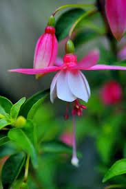 Pin On Gardening