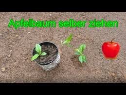 Apfelbäume fühlen besonders dort wohl, wo sie viel sonne und nur mäßig schatten abgekommen und gleichzeitig nicht direkt kaltem. Apfelbaum Aus Kern Selber Ziehen Samen Vom Apfel Richtig Einpflanzen Anleitung Youtube