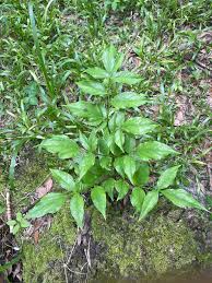 Image result for Gonatopus clavatus