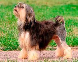 These dogs are often called little lions. Lowchen Dog Breeds Purina Australia