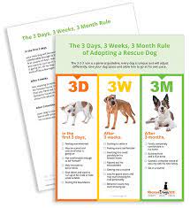 Bringing Your New Dog Or Puppy Home And The 3 3 3 Rule Rescue Dogs Foster Dog Mom Rescue Puppies