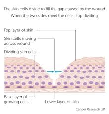 Maybe you would like to learn more about one of these? How Cells And Tissues Grow Cancer Research Uk