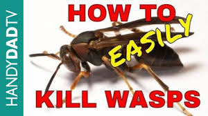 Here are five ways to get rid of wasps when you're enjoying your food outdoors. How To Kill Wasps The Easy Way Youtube