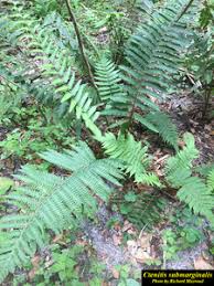 Image result for Ctenitis