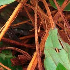 Ayahuasca Alcohol And Drug Foundation