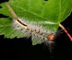 See full list on northernwoodlands.org Poisonous White Fluffy Caterpillar Novocom Top