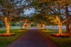 Best tree to line driveway. Tree Lined Driveway Houzz