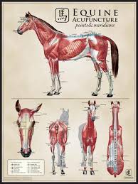 Equine Muscle Multi View Chart