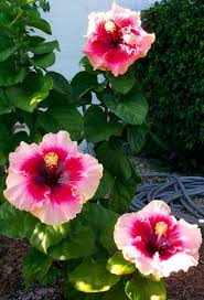 Dried hibiscus flower is used to make drinks and for medicinal purposes. Pin On Beautiful Flowers