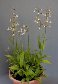 Image result for Hereroa glenensis