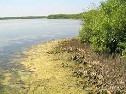 Bab ii hutan bakau 1.1.pengertian hutan bakauhutan bakau atau disebut juga hutan mangrove merupakan komunitas vegetasi pantai tropis, yang didominasi oleh beberapa jenis pohon mangrove yang mampu utmbuh danberkembangbiak di atas. Hutan Mangrove Terluas Di Dunia Saripedia Wordoress Com