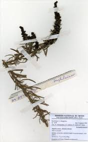 Image result for Sopubia ramosa