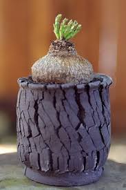 Image result for Trochomeria hookeri