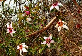 Image result for Strophanthus welwitschii