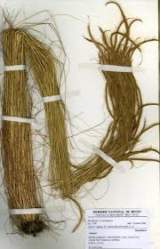 Image result for Ctenium newtonii