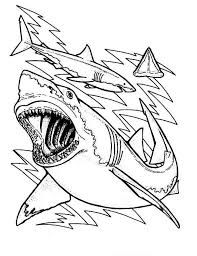 Sharks The Anatomy And Teeth Of The Great White Shark Coloring Page Shark Coloring Pages Coloring Pages Family Coloring Pages
