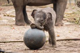 Pin On Elephants And Their Babies