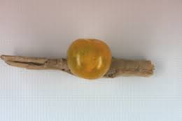 Se débarrasser de la punaise diabolique et verte. Degats D Attaque De Punaise S Sur La Tomate Phototheque Du Ctifl