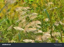 Image result for Tricholaena