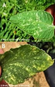 Image result for thrips damage on cucumber