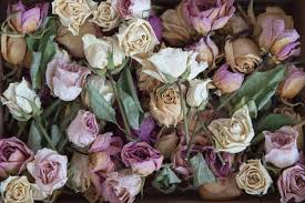 Discover Different Death Flowers And Their Symbolic Meanings Floraqueen
