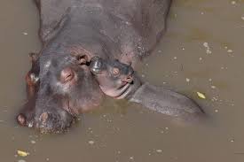 See full list on animalcorner.org Best Places To See Hippos Animals Around The Globe