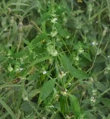 Image result for Justicia stachytarphetoides