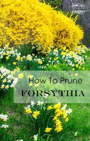 How To Prune Forsythia In 2020 Forsythia Spring Flowering Trees Forsythia Bush