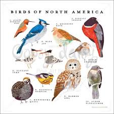 North America Birds Ornithology