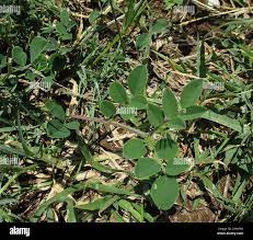 Image result for Indigofera schimperi
