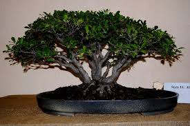 Image result for Ficus craterostoma