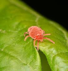 Image result for Trombicula autumnalis bites